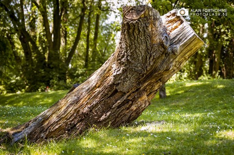 Un tronc d'arbre coupé